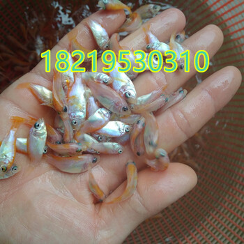 江蘇南京親親魚苗常州鯽魚苗鹽城黑魚苗批發(fā)