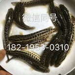 扬州杂交黑鱼苗盐城黑鱼苗淮安黑鱼苗价格图片2