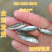 广州2-3cm加州鲈鱼苗批发