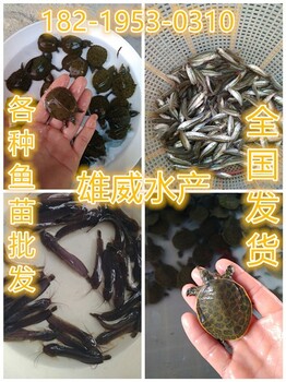 浙江温州鳗鱼苗批发宁波黄颡鱼苗批发杭州叉尾鱼苗批发