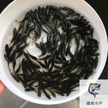 罗非鱼种苗批发价格罗非鱼苗出售罗非鱼苗养殖场