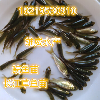 草魚苗批發(fā)長江草魚苗價格鯇魚苗長江鯇魚苗