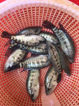淡水石斑魚苗批發(fā)花斑魚苗價格老虎石斑魚苗批發(fā)