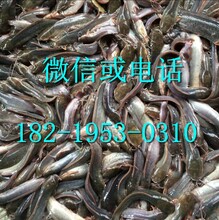 江西塘鲺魚苗養殖場南昌塘鲺魚苗批發價格圖片