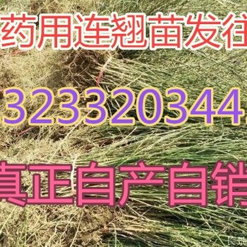 现在连翘苗多少钱一棵、现在1年生连翘苗啥价、山西连翘苗基地、现在连翘苗批发啥价格