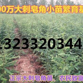 今年皂角苗价格、最新皂角小苗价格、山西皂角苗基地、1年生皂角苗多少钱