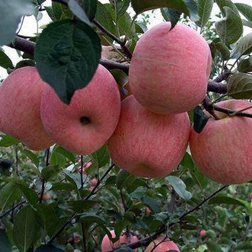 张掖8公分苹果树10公分苹果树价格