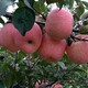 梧州8公分苹果树10公分苹果树价格图