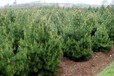 忻州2米白皮松品种繁多,3米白皮松