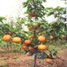 湘潭8公分甜柿子树10公分柿子树价格