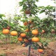 聊城8公分甜柿子树10公分柿子树价格产品图