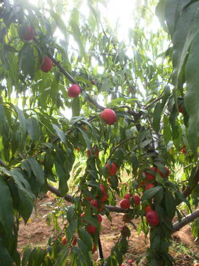 东莞5公分水蜜桃树价格规格,10公分水蜜桃树价格