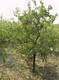 日喀则8公分枣树价格图