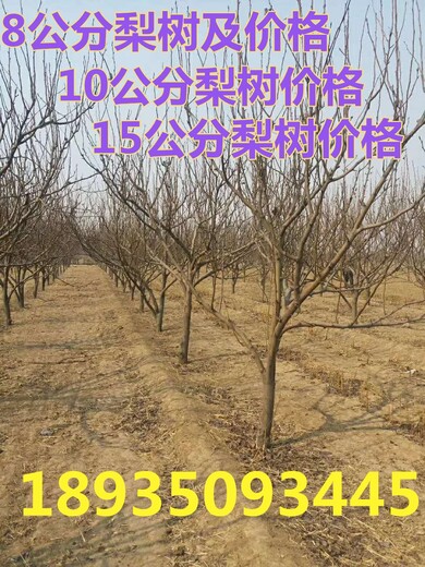 深圳10公分梨树报价8公分梨树价格,5公分梨树价格