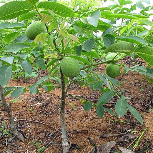泰州10公分核桃树价格品质优良