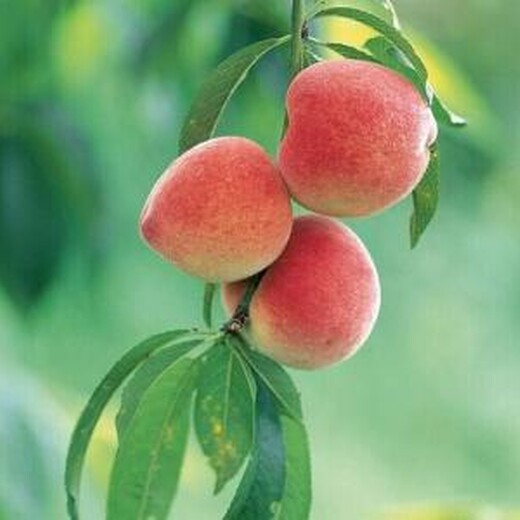 今年桃树市场价格5公分8公分10公分桃树产地报价