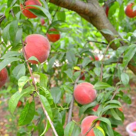 许昌5公分水蜜桃树价格品质优良