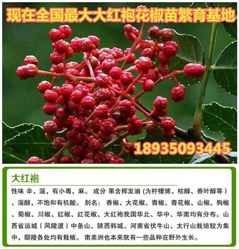 今年花椒苗价格、出售花椒苗、大红袍花椒苗多少钱一棵