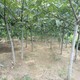 喀什10公分核桃树价格产品图
