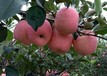 中山8公分苹果树10公分苹果树价格,12公分苹果树