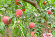 阿坝5公分水蜜桃树价格品质优良