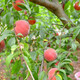 白银5公分水蜜桃树价格品质优良图