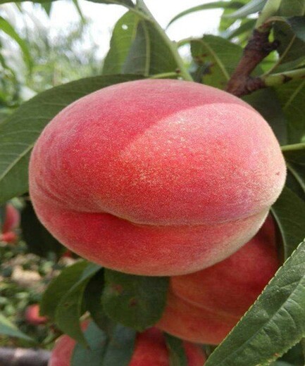 8公分水蜜桃树报价10公分水蜜桃树价格,亳州5公分水蜜桃树价格规格