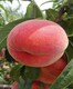 10公分水蜜桃树价格图