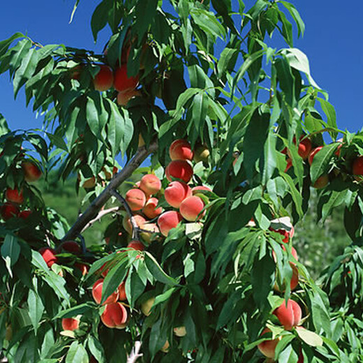 8公分水蜜桃树报价10公分水蜜桃树价格,淮南5公分水蜜桃树价格品质优良