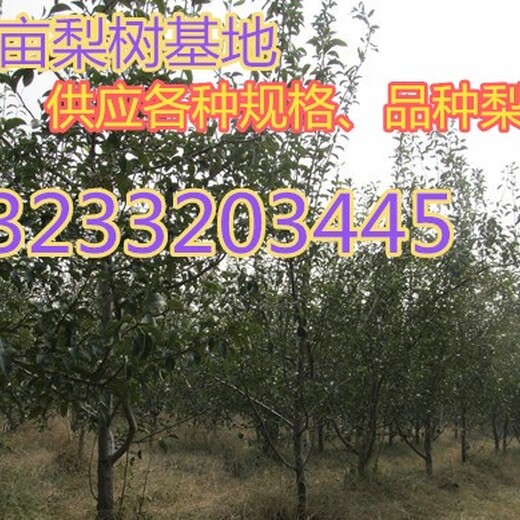 洛阳10公分梨树报价8公分梨树价格,5公分梨树价格