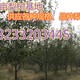 珠海8公分梨树价格图