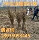 連翹苗123副本