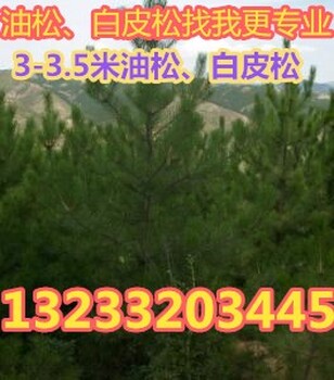 今日3米油松价格3米白皮松多少钱一棵？