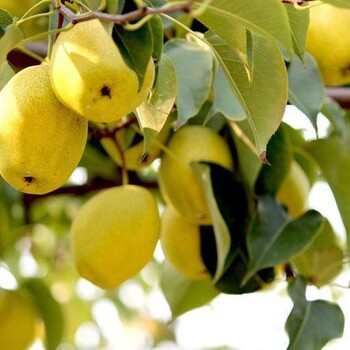 酥梨18-20公分梨树,供应15公分梨树质量可靠