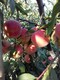 襄阳8公分苹果树10公分苹果树价格,12公分苹果树图