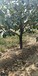 甜柿子樹20公分高分支柿子樹,今年直徑15公分柿子樹賣多少錢一棵