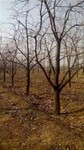 甜柿子树20公分高分支柿子树,内蒙古供应15公分柿子树