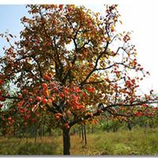 内蒙古销售15公分柿子树,20公分高分支柿子树