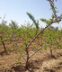 博尔塔拉5公分水蜜桃树价格,10公分水蜜桃树价格产品图