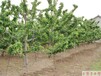安顺12公分大樱桃树品质优良,10公分樱桃树价格