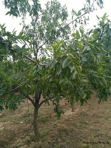 湘潭12公分大樱桃树品质优良,10公分樱桃树价格
