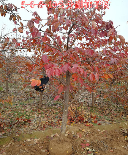 甜柿子树20公分高分支柿子树,北京15公分柿子树