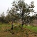 內蒙古供應柿子樹15公分柿子樹,20公分高分支柿子樹