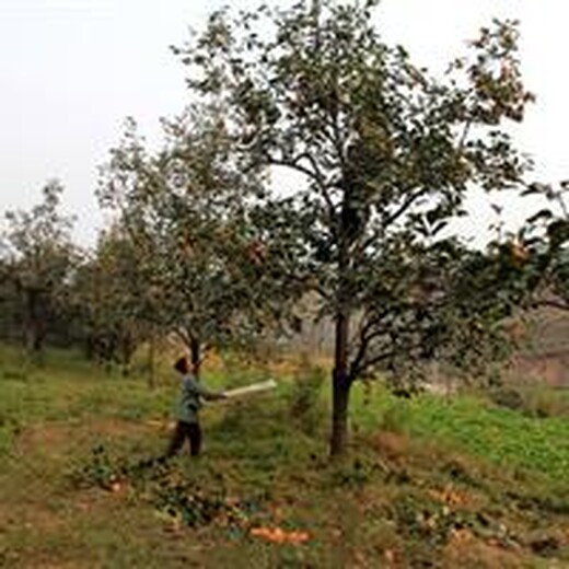 江苏销售15公分柿子树,20公分高分支柿子树