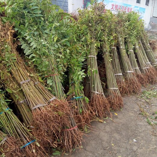 花椒苗价格大红袍花椒苗产地,泸州花椒苗品质优良