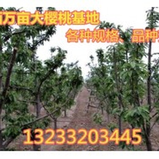 山西樱桃树基地供应8公分樱桃树价格地径10公分樱桃树供应15公分樱桃树价格