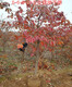 北京8公分甜柿子树10公分柿子树价格原理图