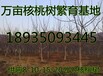 万亩核桃树基地供应8公分9公分10公分11公分12公分核桃树价格