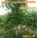 山西万亩核桃树基地出售5公分薄皮核桃树+8公分薄皮核桃树价格