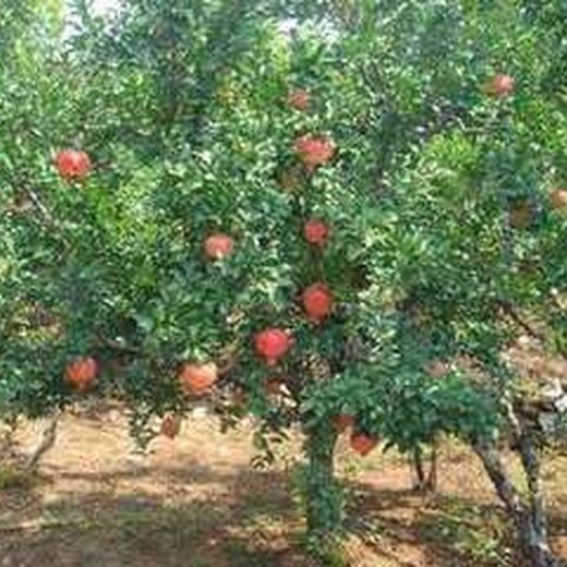 8公分水蜜桃树报价10公分水蜜桃树价格,鄂尔多斯5公分水蜜桃树价格品质优良